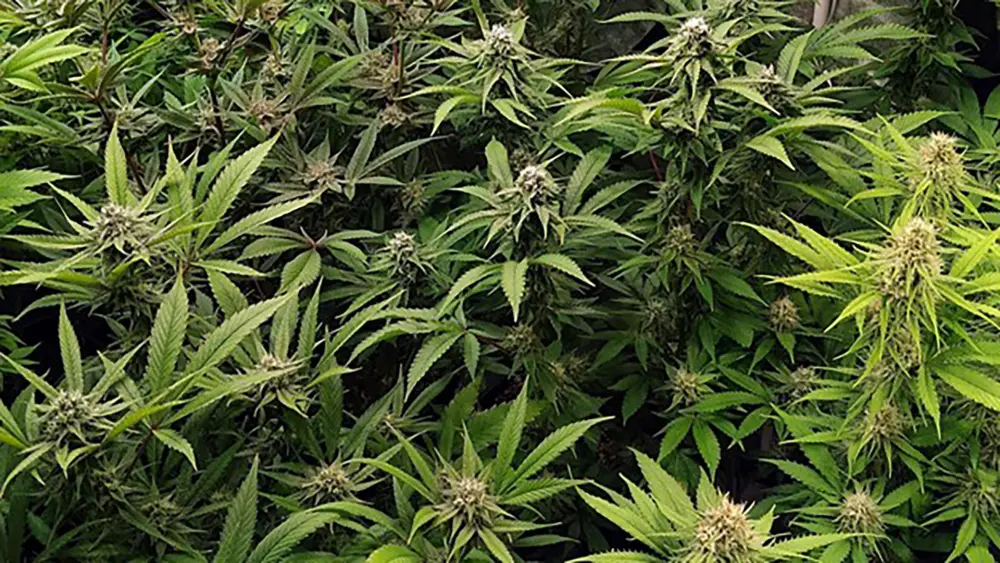 m&uacute;ltiples cogollos de cannabis