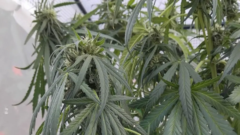 Esta planta ha sido regada insuficientemente, lo que ha provocado hojas ca&iacute;das 