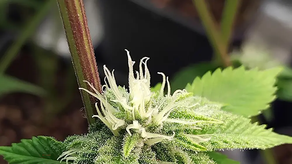 El tallo de esta planta se ha vuelto p&uacute;rpura, lo que indica problemas nutricionales
