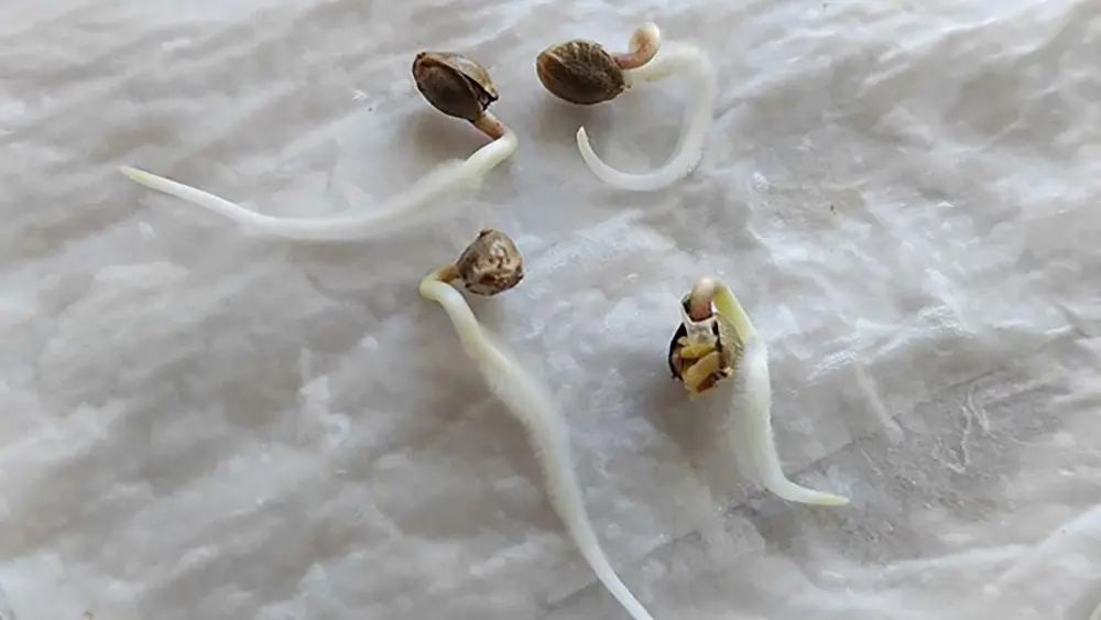 Estas semillas de cannabis son perfectas para trasplantarlas a un medio de cultivo
