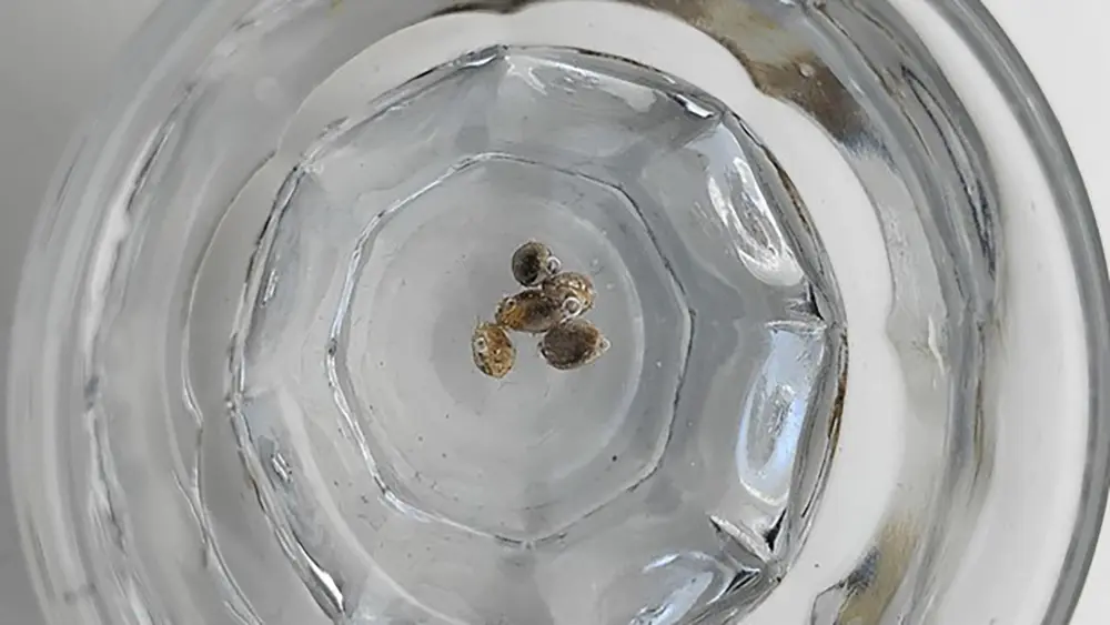 El método del vaso o recipiente con agua es una de las formas más fáciles de germinar semillas de marihuana.