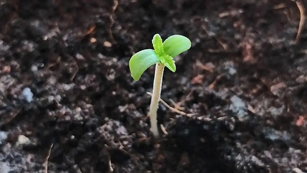 Esta plántula se plantó directamente en una mezcla de compost y humus de lombriz