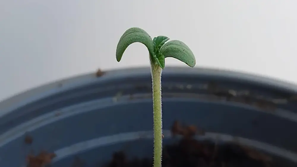 Una plántula de cannabis sana que ha salido de la tierra desde hace días