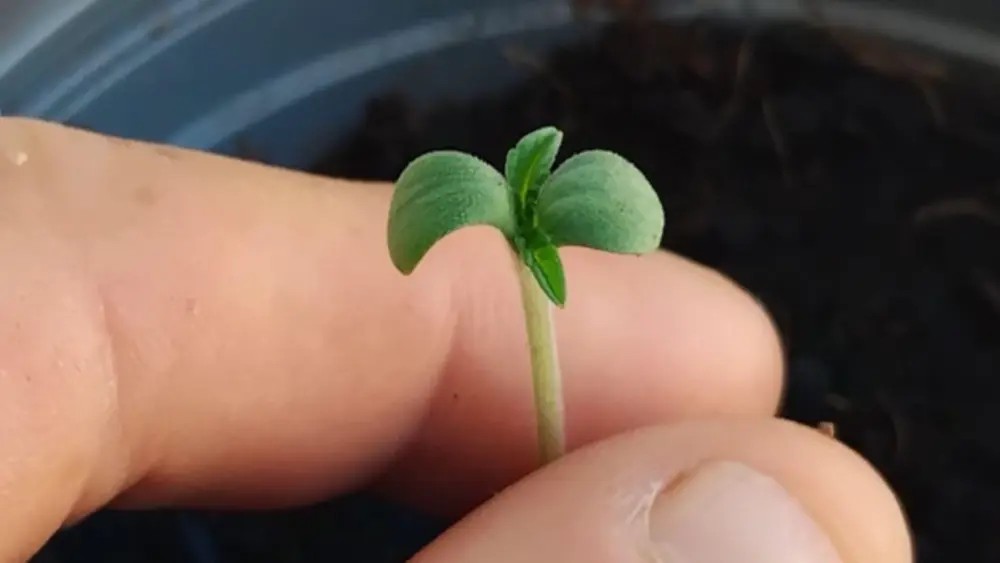Las plántulas de cannabis son muy delicadas y deben manipularse con cuidado