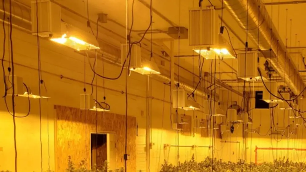 Gran instalación de cultivo de cannabis en interior que utiliza luces MH y HPS para un desarrollo de espectro completo