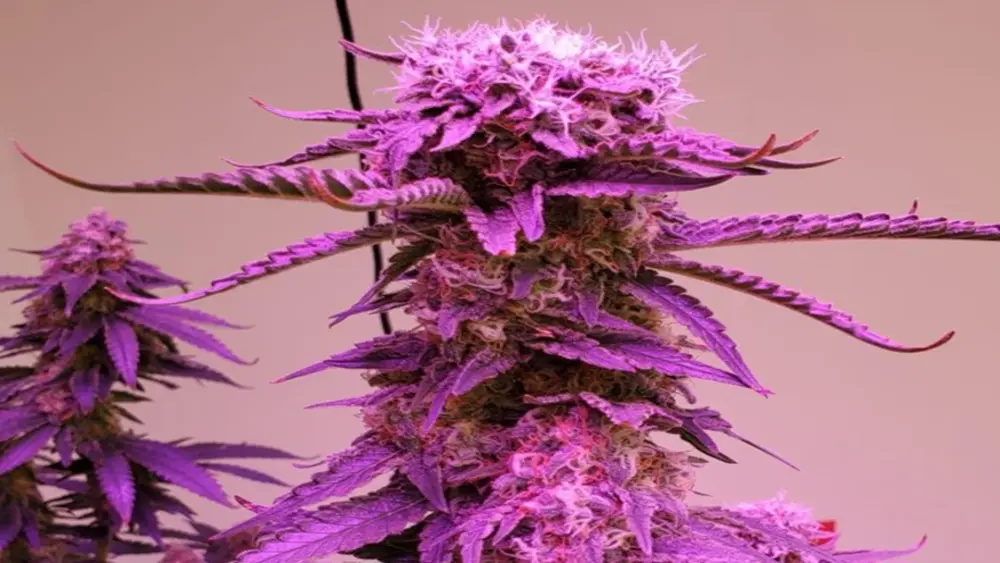 Planta de cannabis en interior creciendo bajo una luz LED de espectro completo con salida PAR óptima