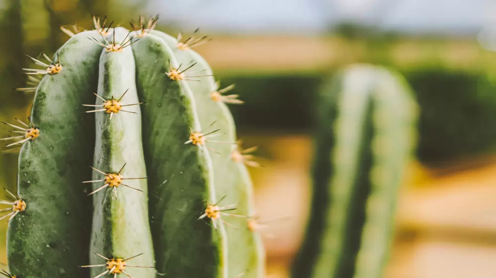 mescaline cactussen