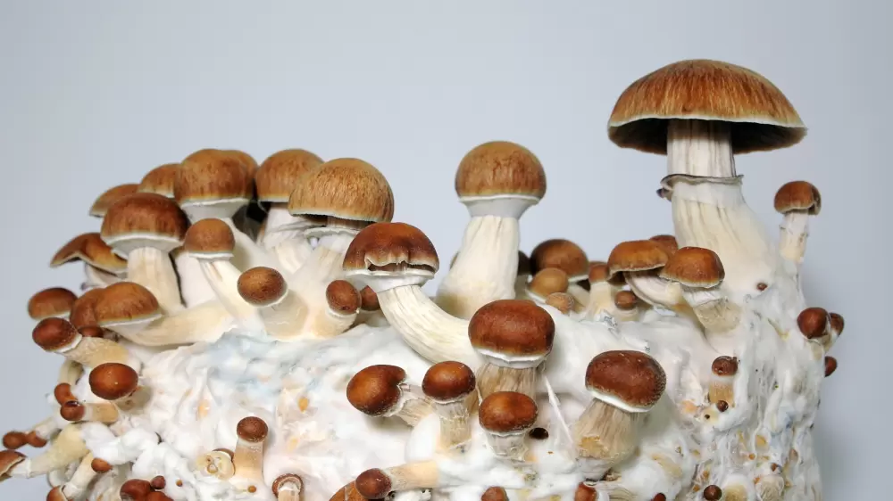 setas mágicas mycelium