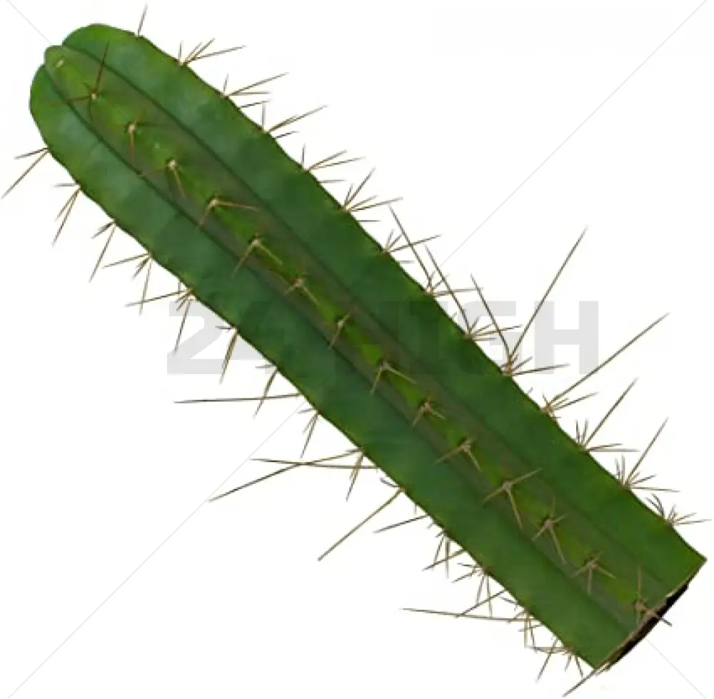 Esqueje de San Pedro Bridgesii (Trichocereus) 25–35 cm