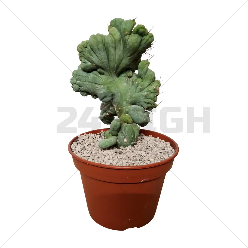 Trichocereus Bridgesii Cristata en maceta