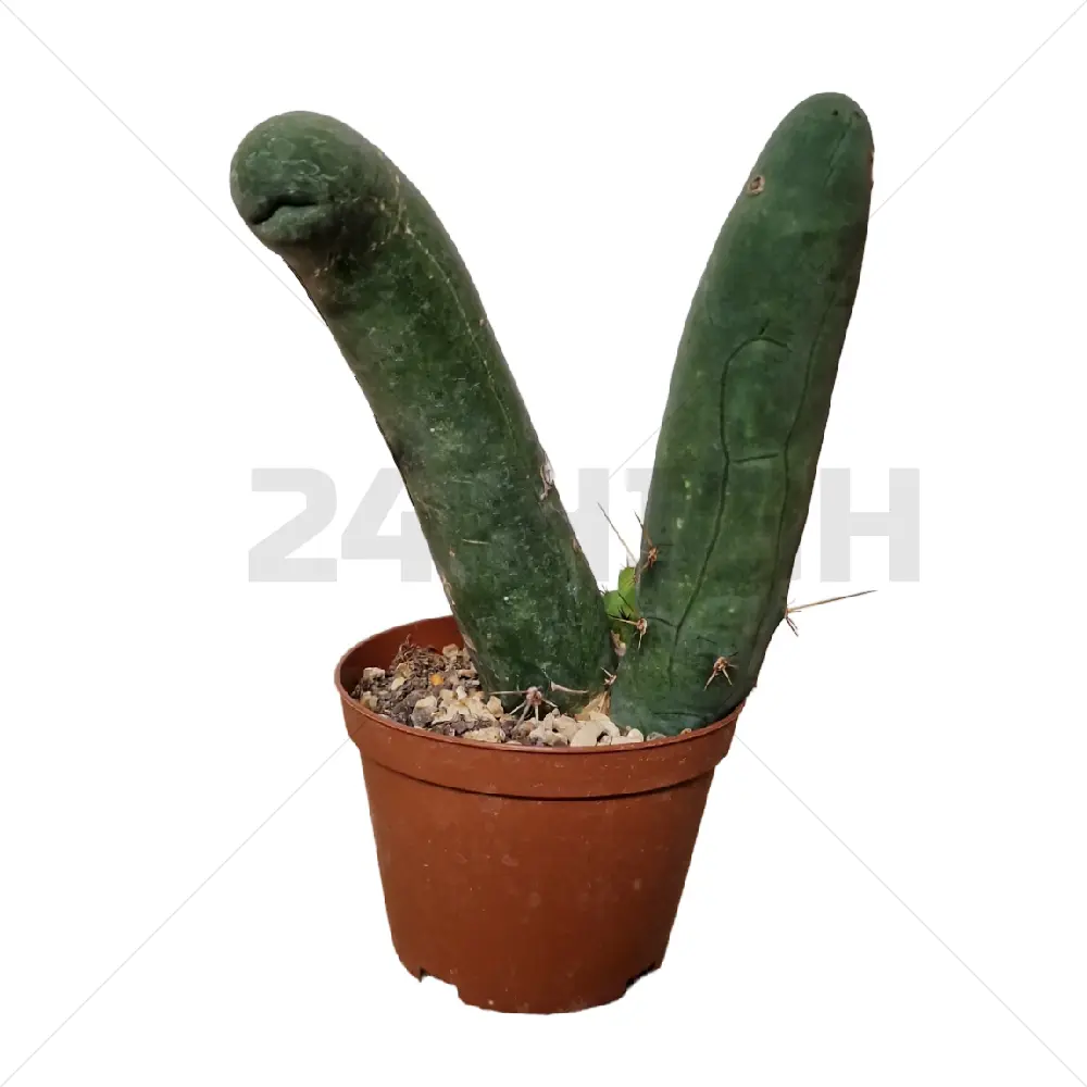 Trichocereus Bridgesii Monstrose en maceta (Planta pene)