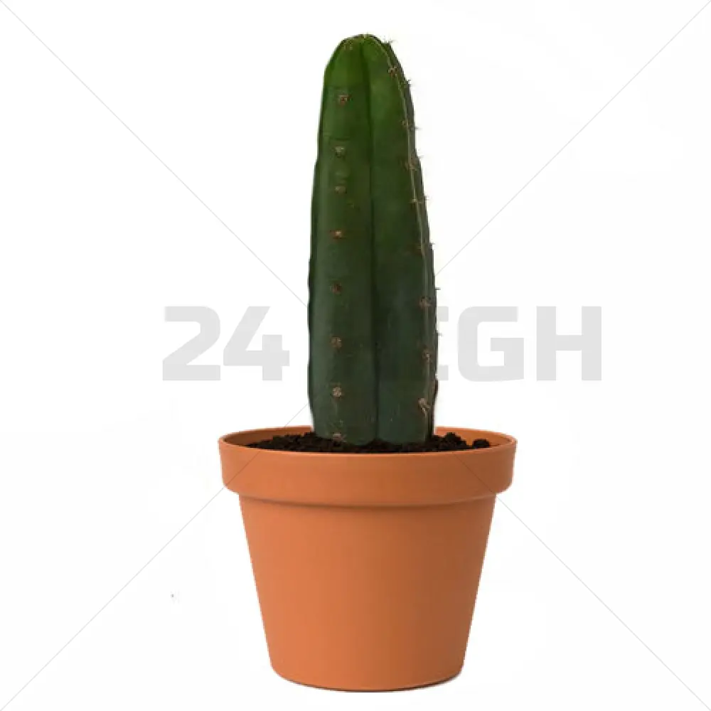 San Pedro Pachanoi (Trichocereus) En Maceta Pequeña 25 CM - 35 CM