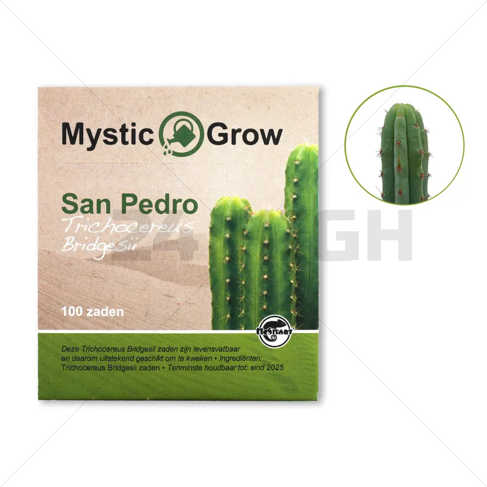 San Pedro semillas (Trichocereus bridgesii)