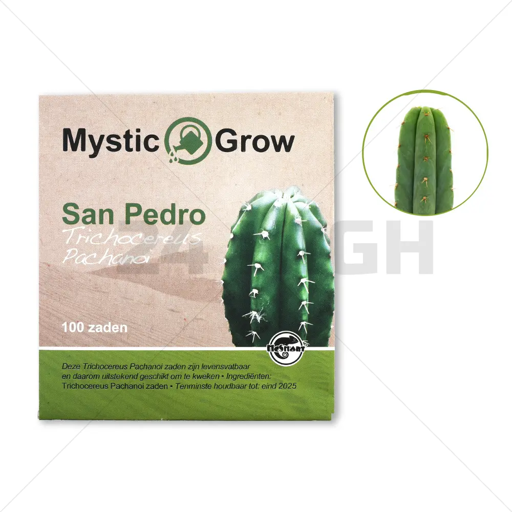 San Pedro semillas (Trichocereus Pachanoi)