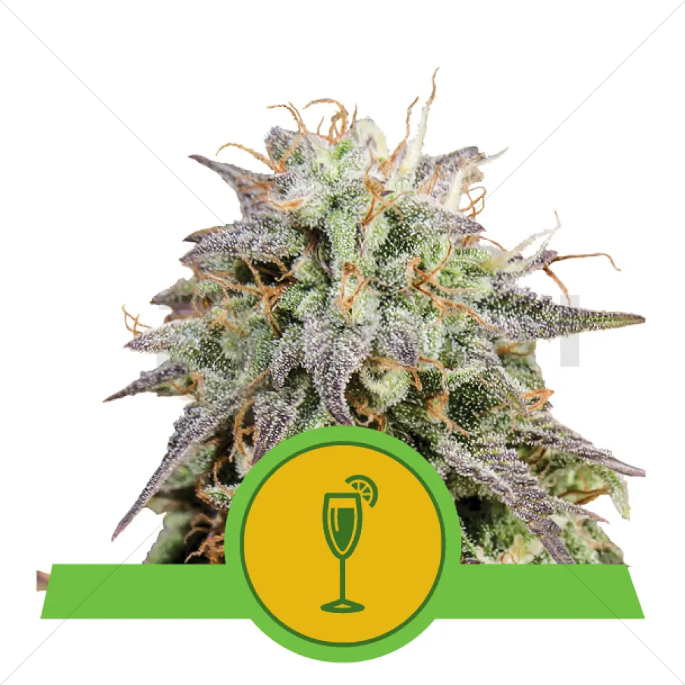Mimosa Automática (RQS)