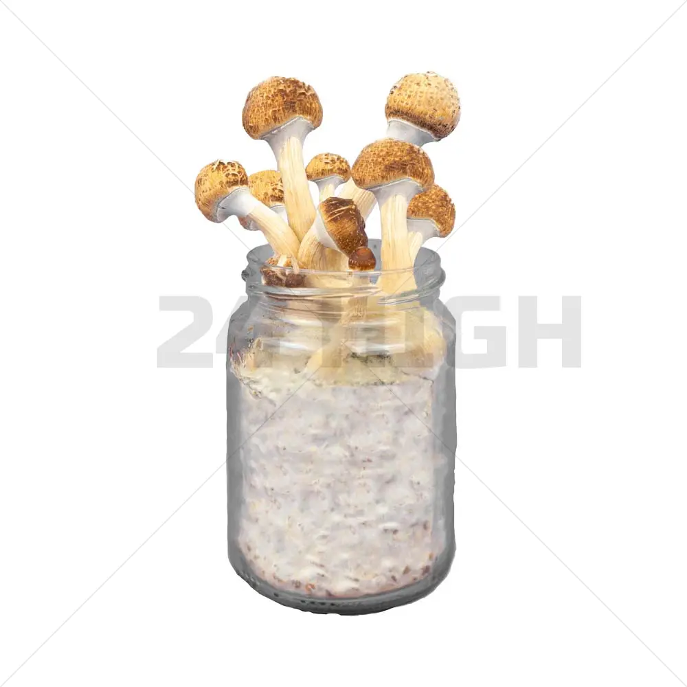 Golden Teacher Mushroom Spawn