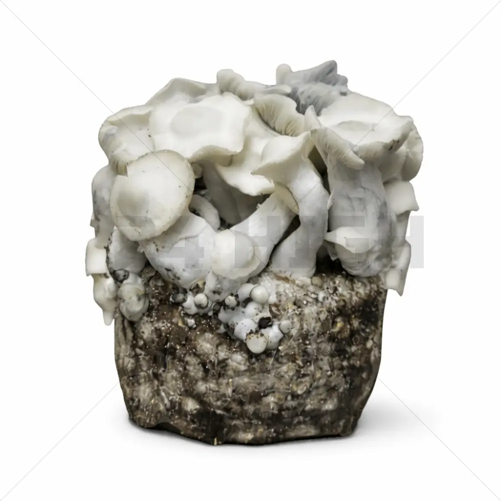 Bolsa de Cultivo XL de setas - APE221 (Albino Penis Envy)