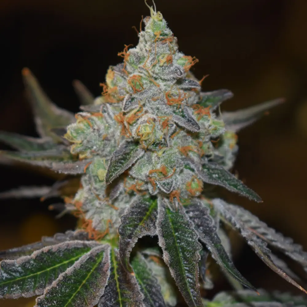 Mimosa Auto (Vision Seeds)
