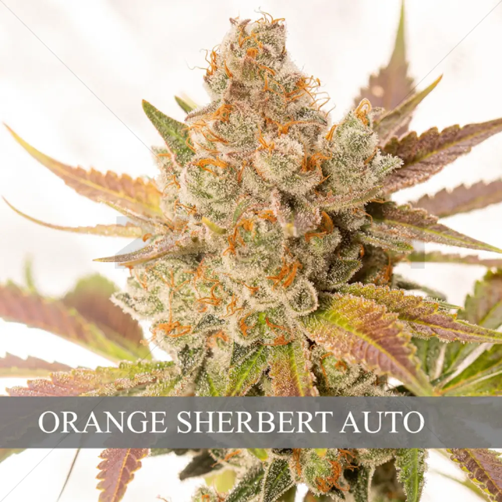 Orange Sherbert Auto (Vision Seeds)