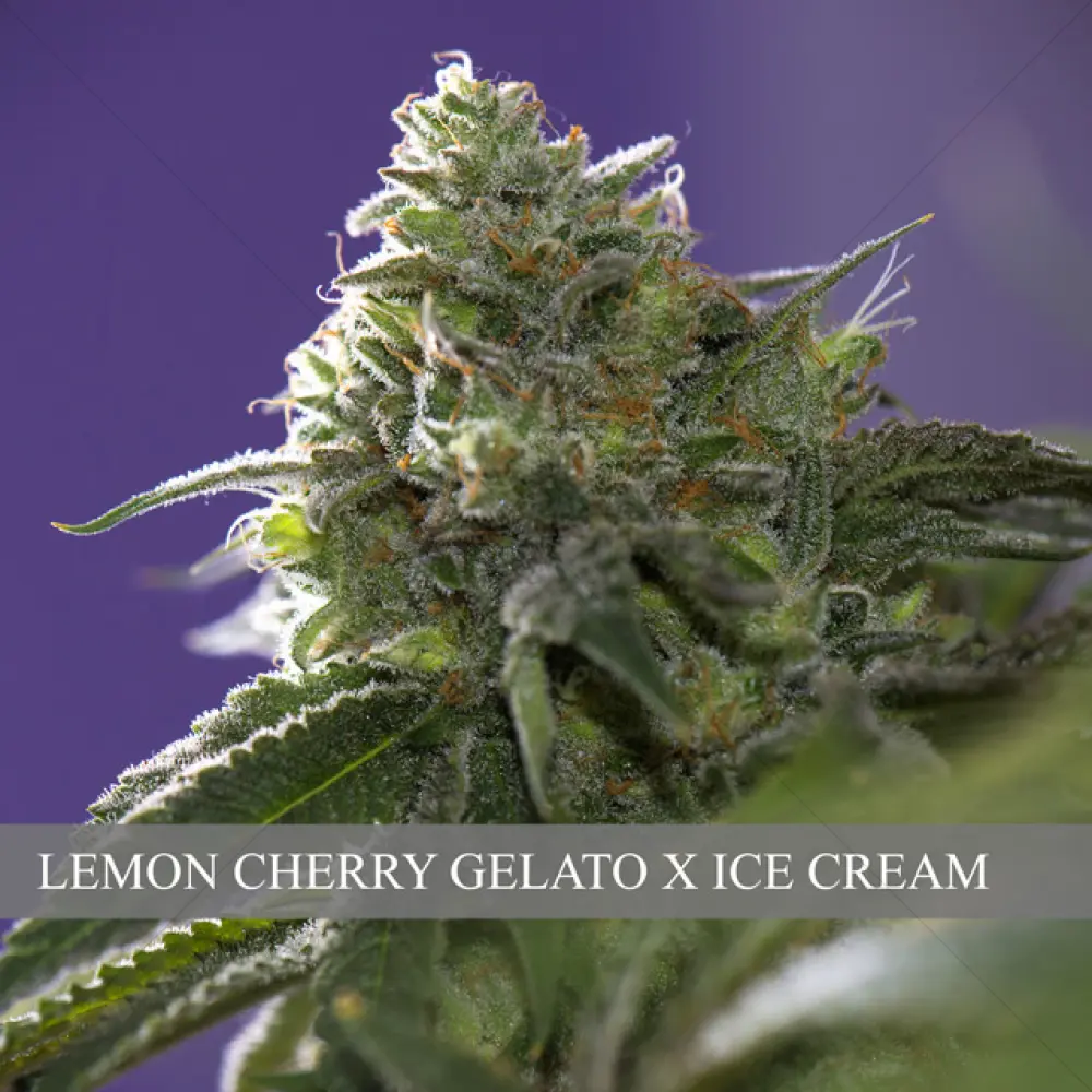 Lemon Cherry Gelato x Ice Cream (Vision Seeds)