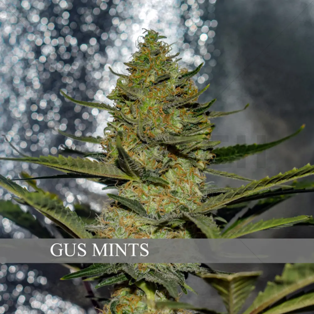 Gus Mints (Vision Seeds)