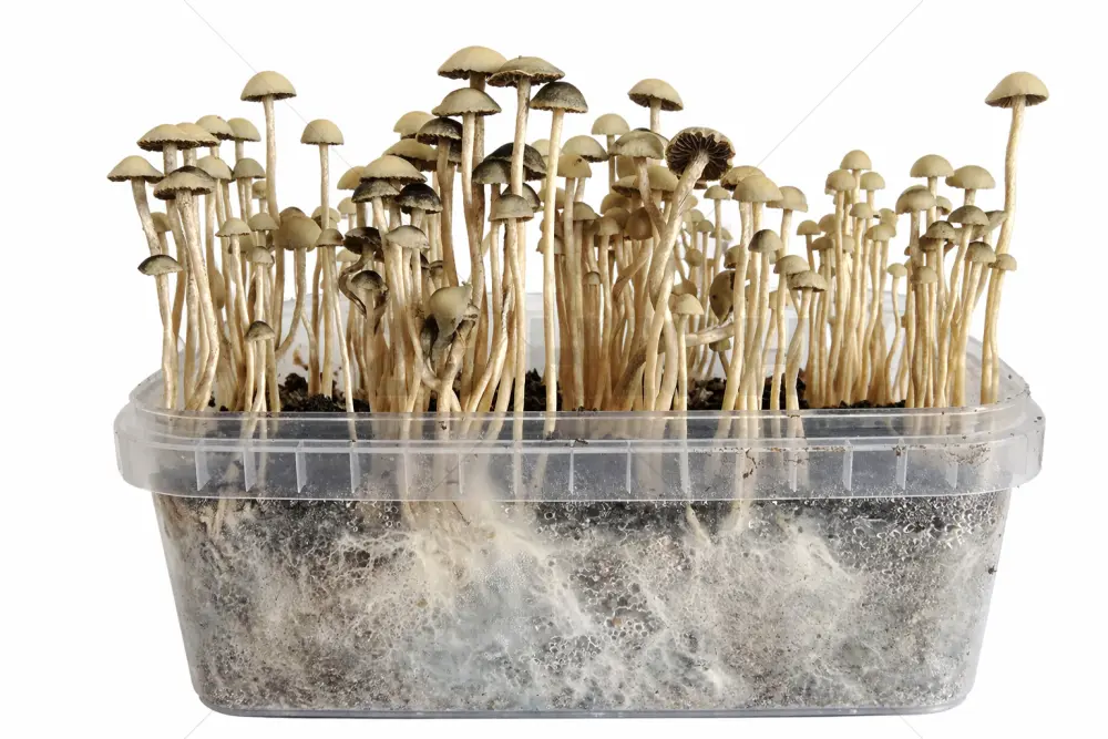 Copelandia Madagascar Kit de cultivo