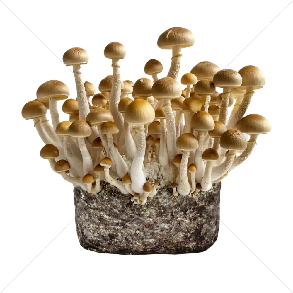 Bolsa de Cultivo XL de setas - Golden Teacher XL