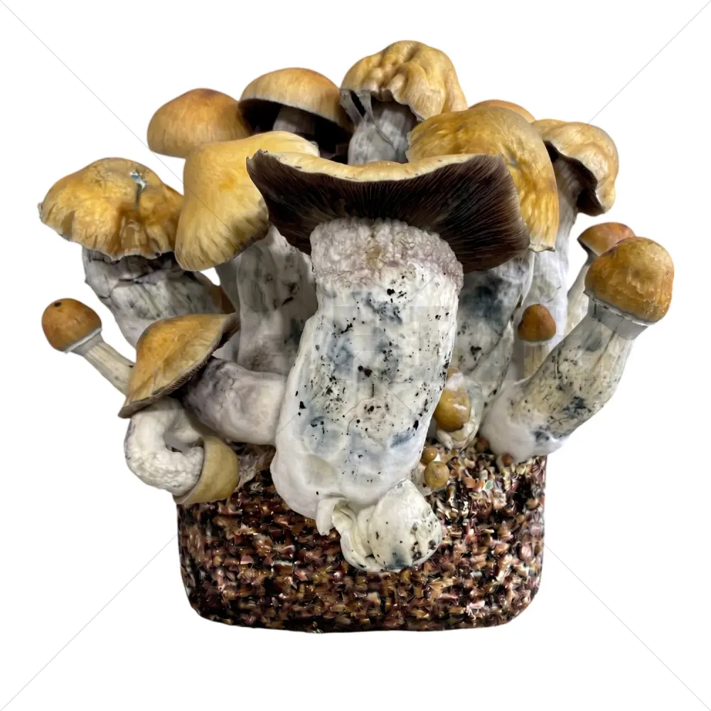 Bolsa de Cultivo XL de setas - Penis Envy