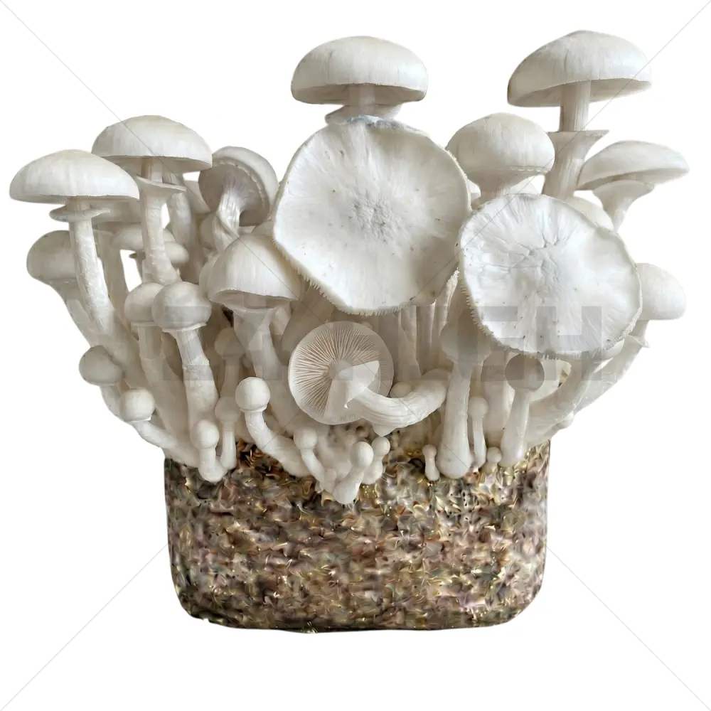 Bolsa de Cultivo XL de setas - Leucistic JMF (Jedi Mind Fuck)