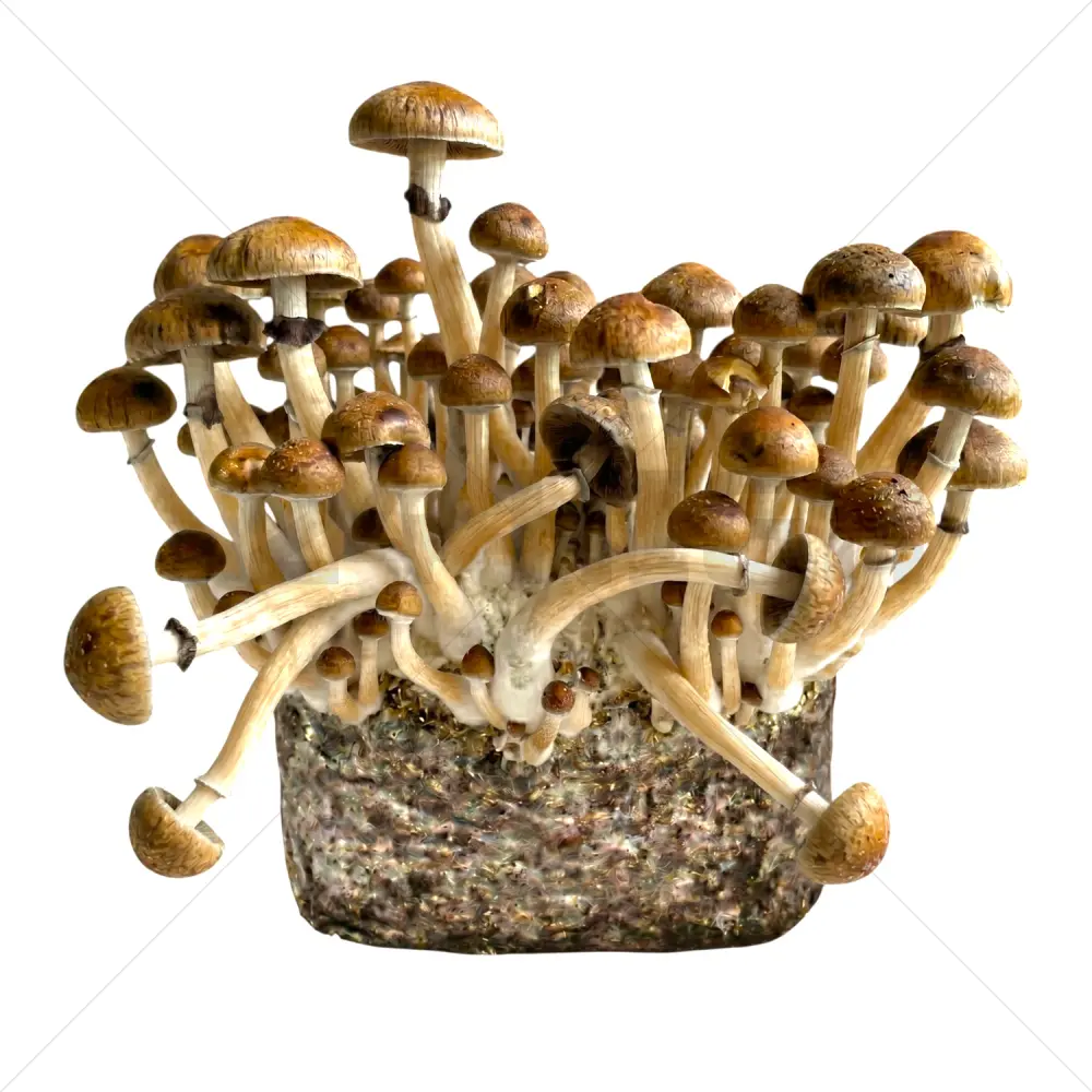 Bolsa de Cultivo XL de setas - McKennaii 