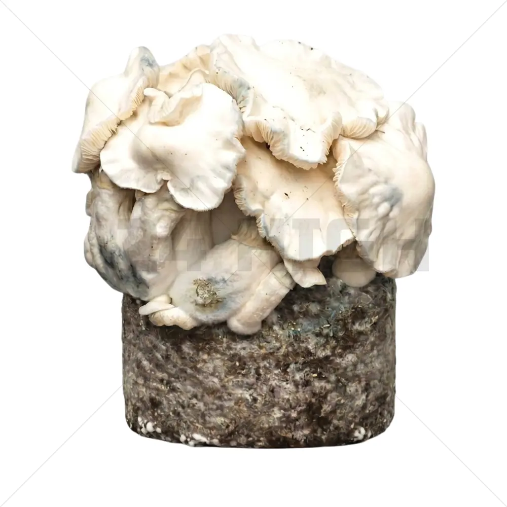 Bolsa de Cultivo XL de setas - Jack Frost