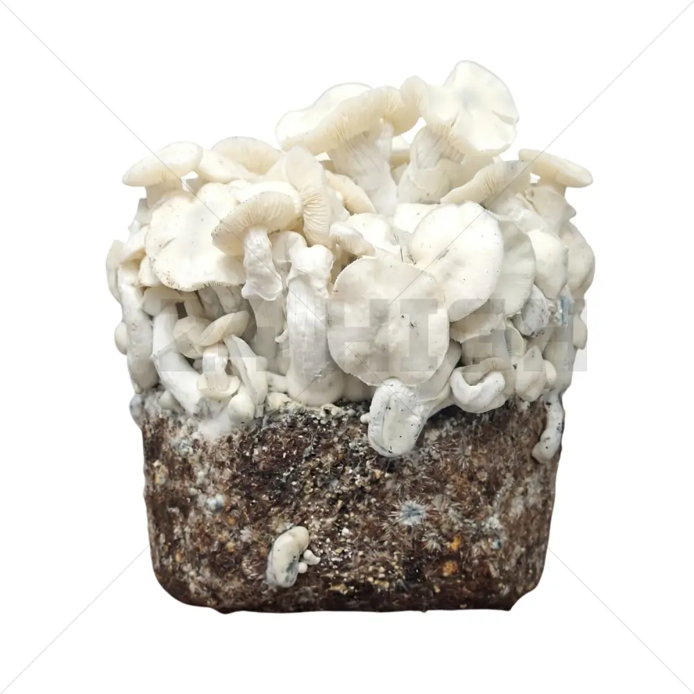 Bolsa de cultivo XL de setas - True Albino Teacher