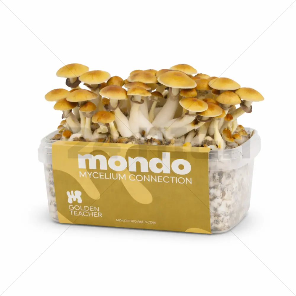 Kit de Cultivo de Setas Golden Teacher - Mondo