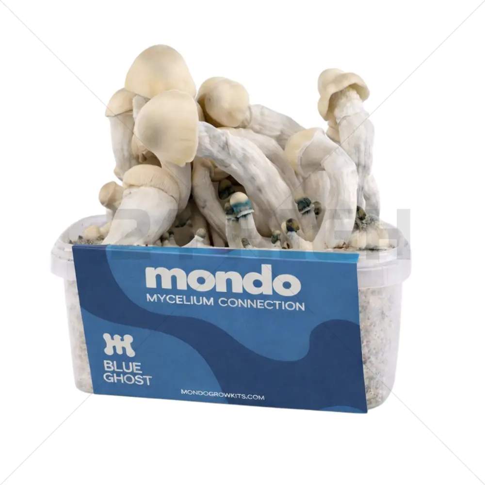 Kit de Cultivo de Setas Híbrido Blue Ghost - Mondo