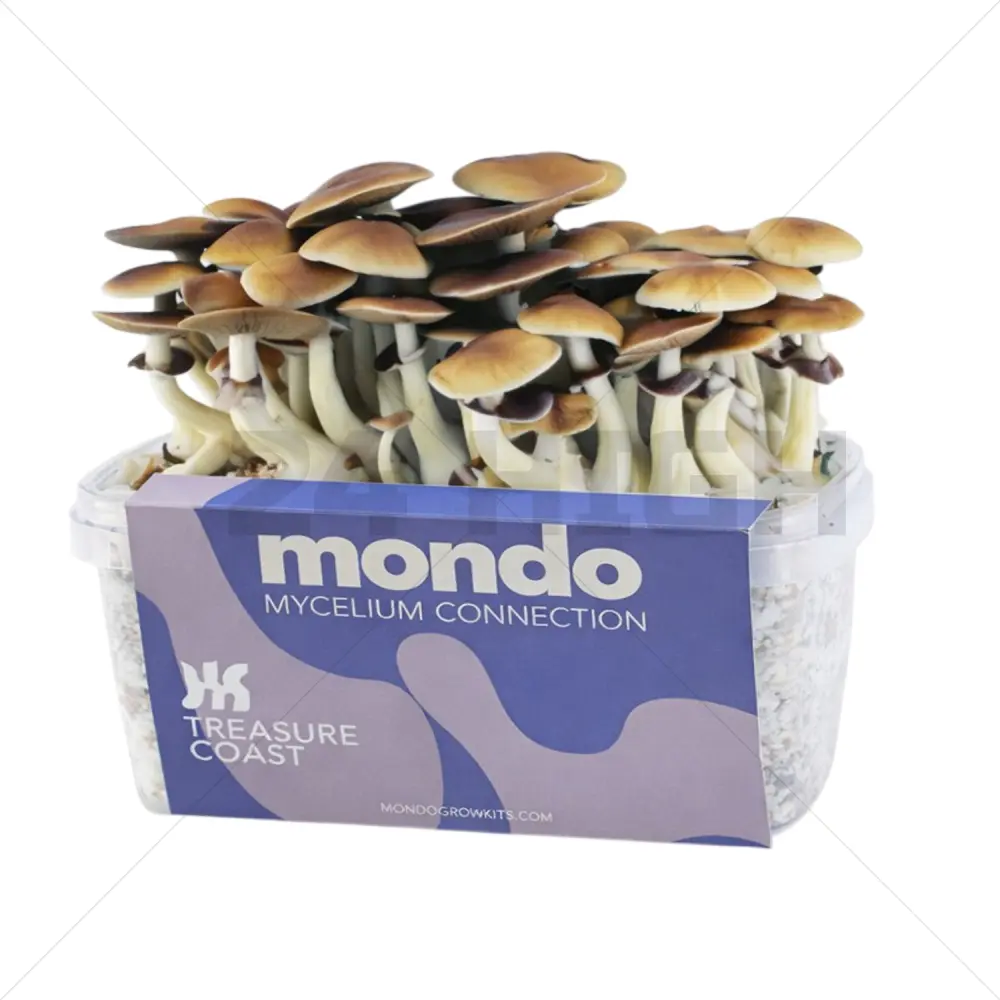 Kit de Cultivo Mondo de Setas Mágicas Treasure Coast 