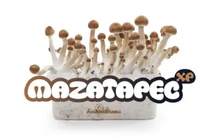 Kit de Cultivo 100% Micelio de Setas Mágicas Mazatapec