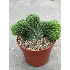 Trichocereus pachanoi - cristata (San Pedro) en maceta
