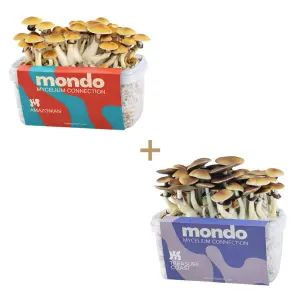 La Pareja Perfecta: Duo de Kits de Cultivo Mondo Amazonian XL & Treasure Coast XL