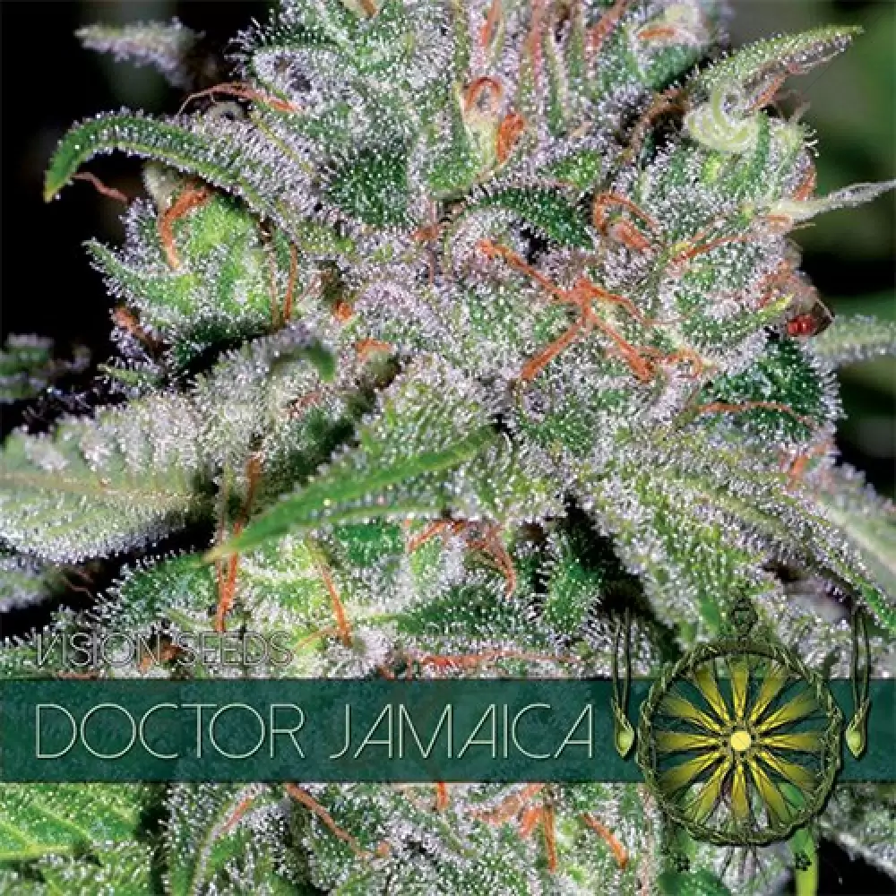 Doctor Jamaica (Vision Seeds) feminizada