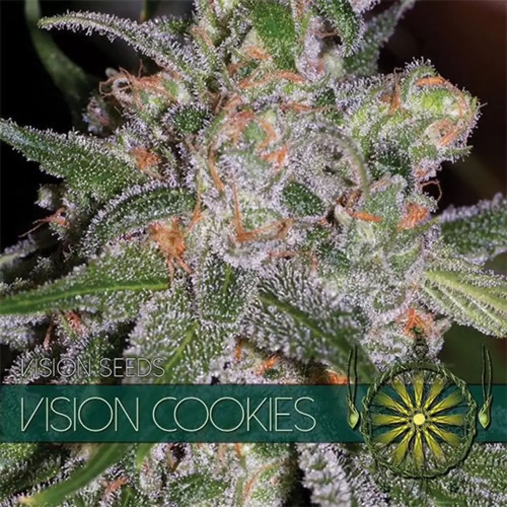 Vision Cookies (Vision Seeds) feminizada