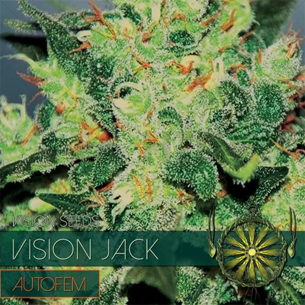 Vision Jack Auto (Vision Seeds) feminizada