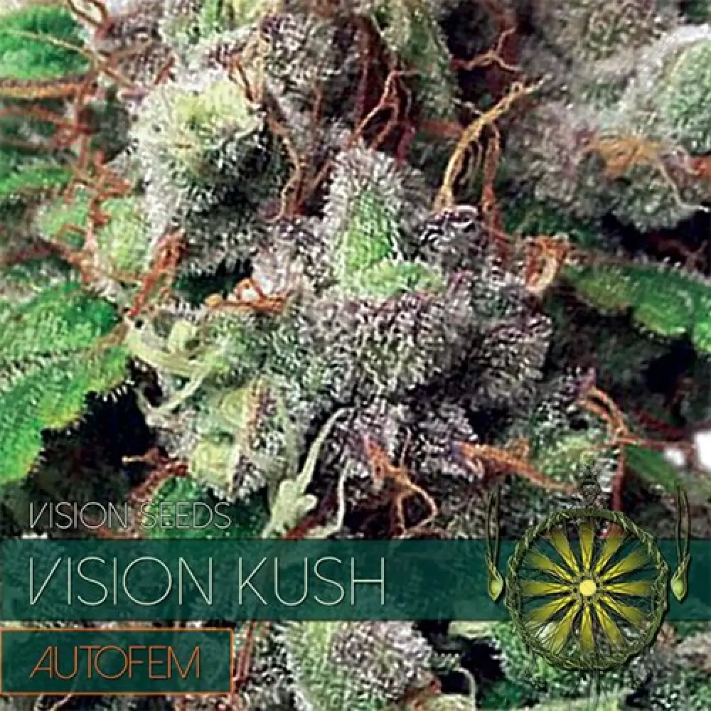 Vision Kush Auto (Vision Seeds)