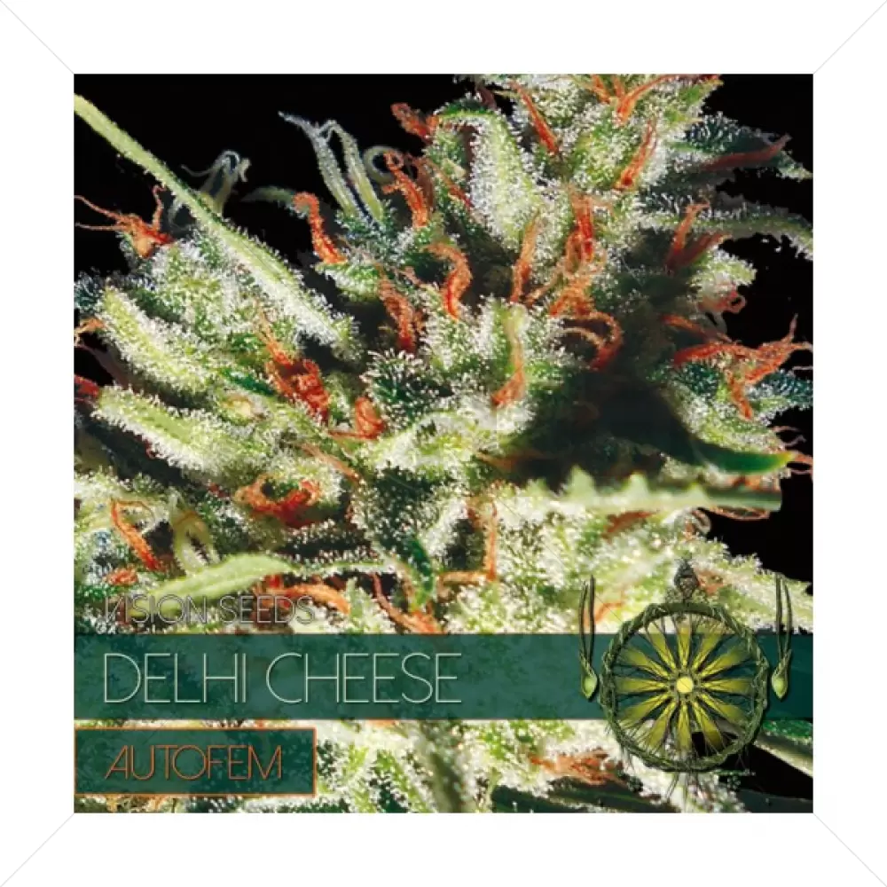 Delhi Cheese AUTO (Vision Seeds)