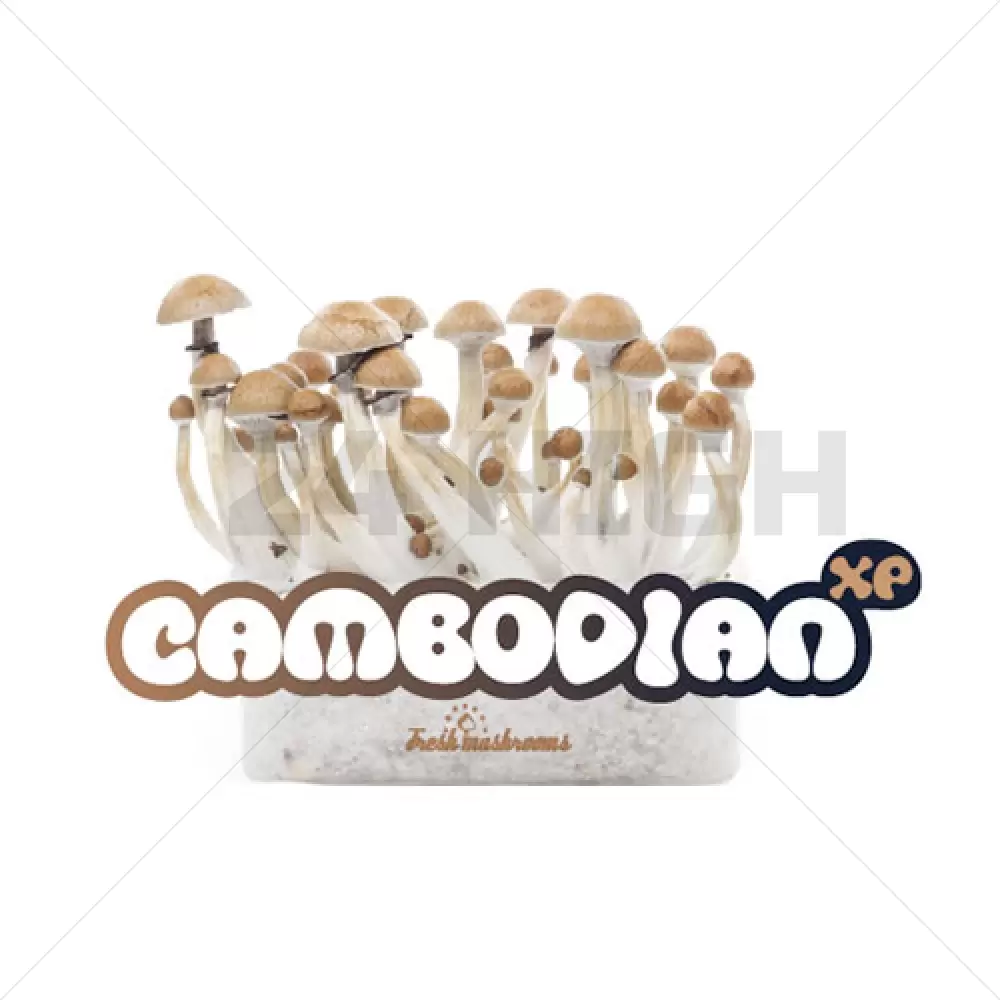 Kit de Cultivo 100% Micelio de Setas Mágicas Camboyanas