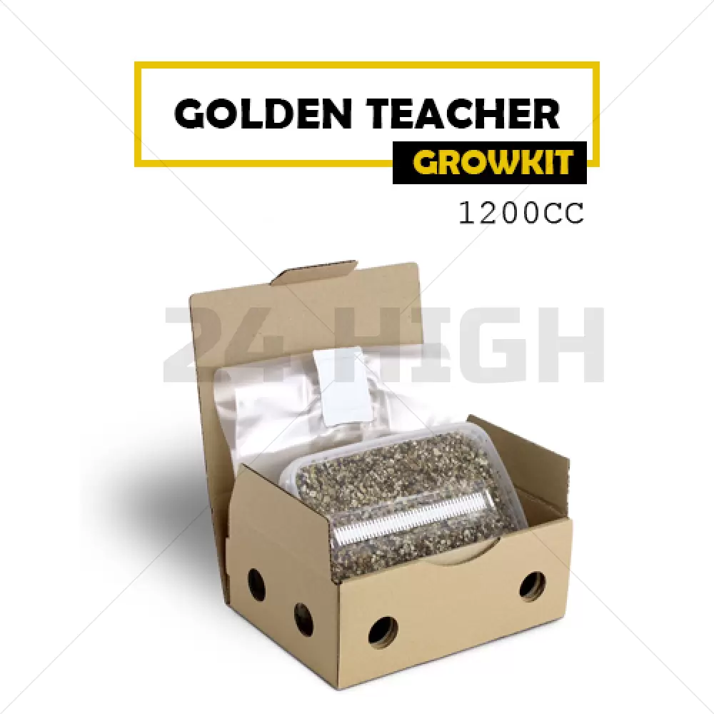 Kit de Cultivo de Setas Golden Teacher - Mondo