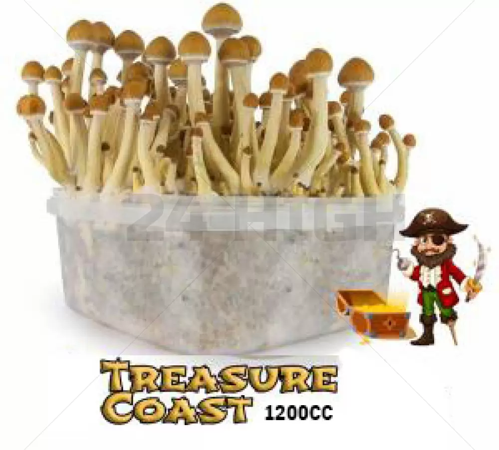 Kit de Cultivo Mondo de Setas Mágicas Treasure Coast 