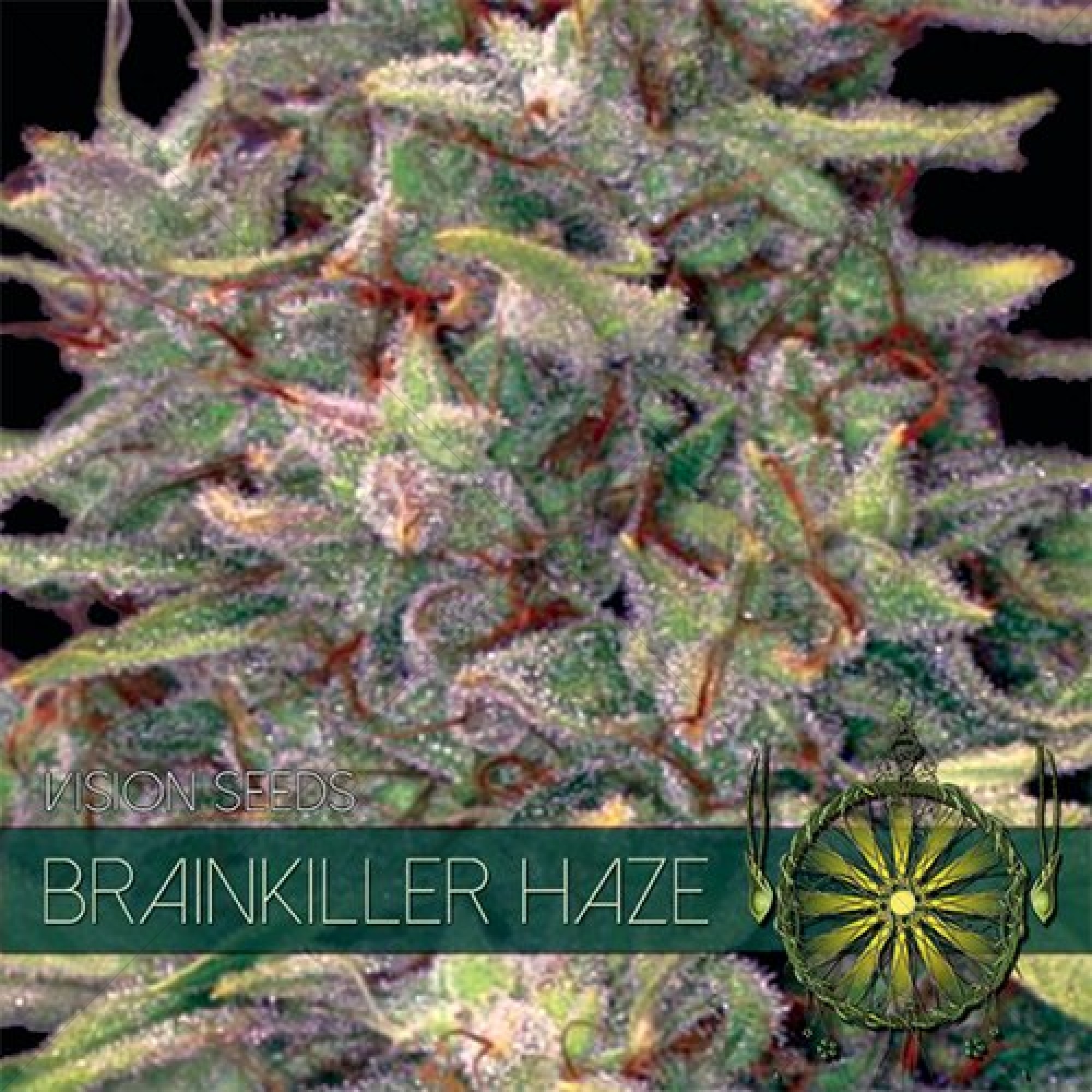 Brainkiller Haze (Vision Seeds) gefeminiseerd