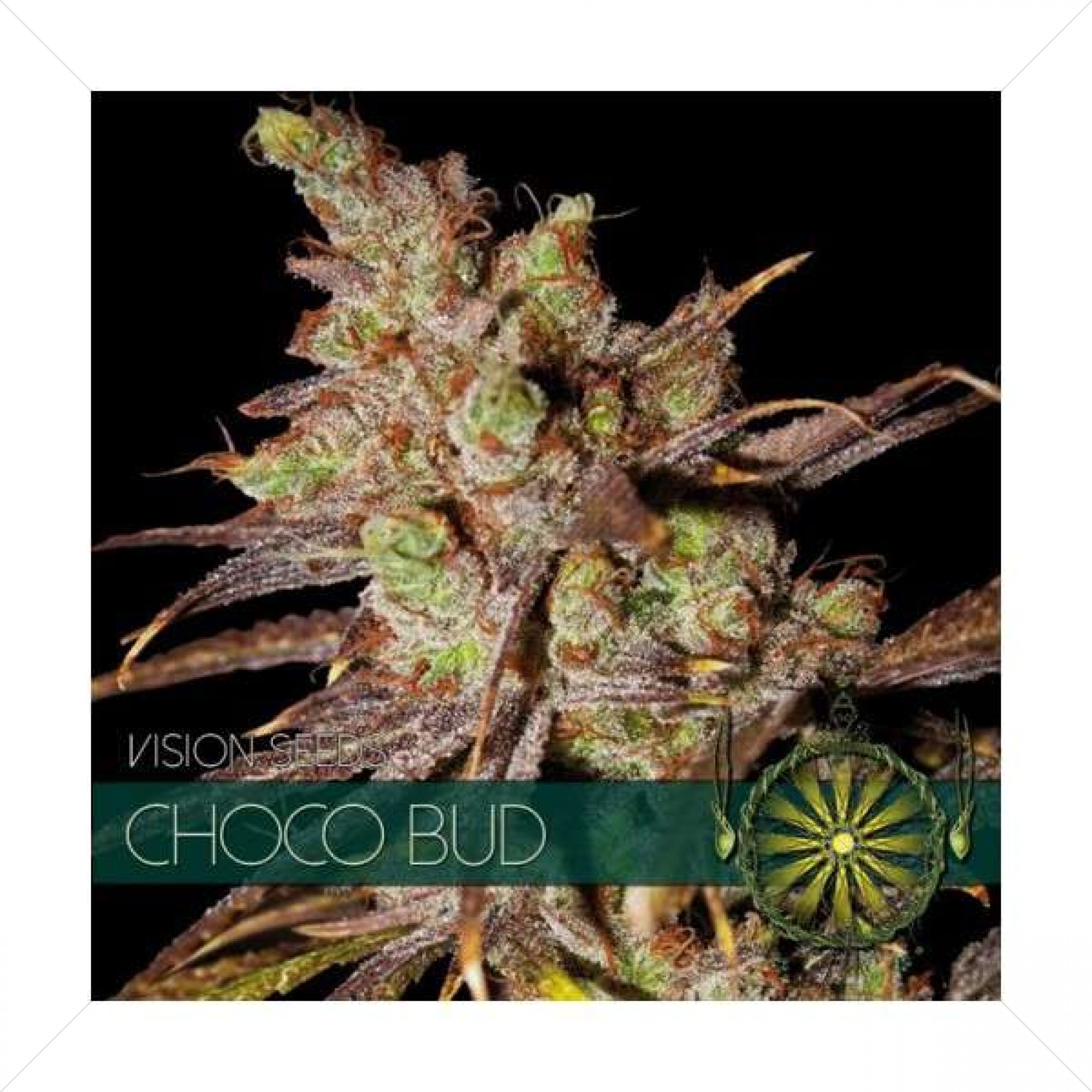 Choco Bud ( Vision Seeds )