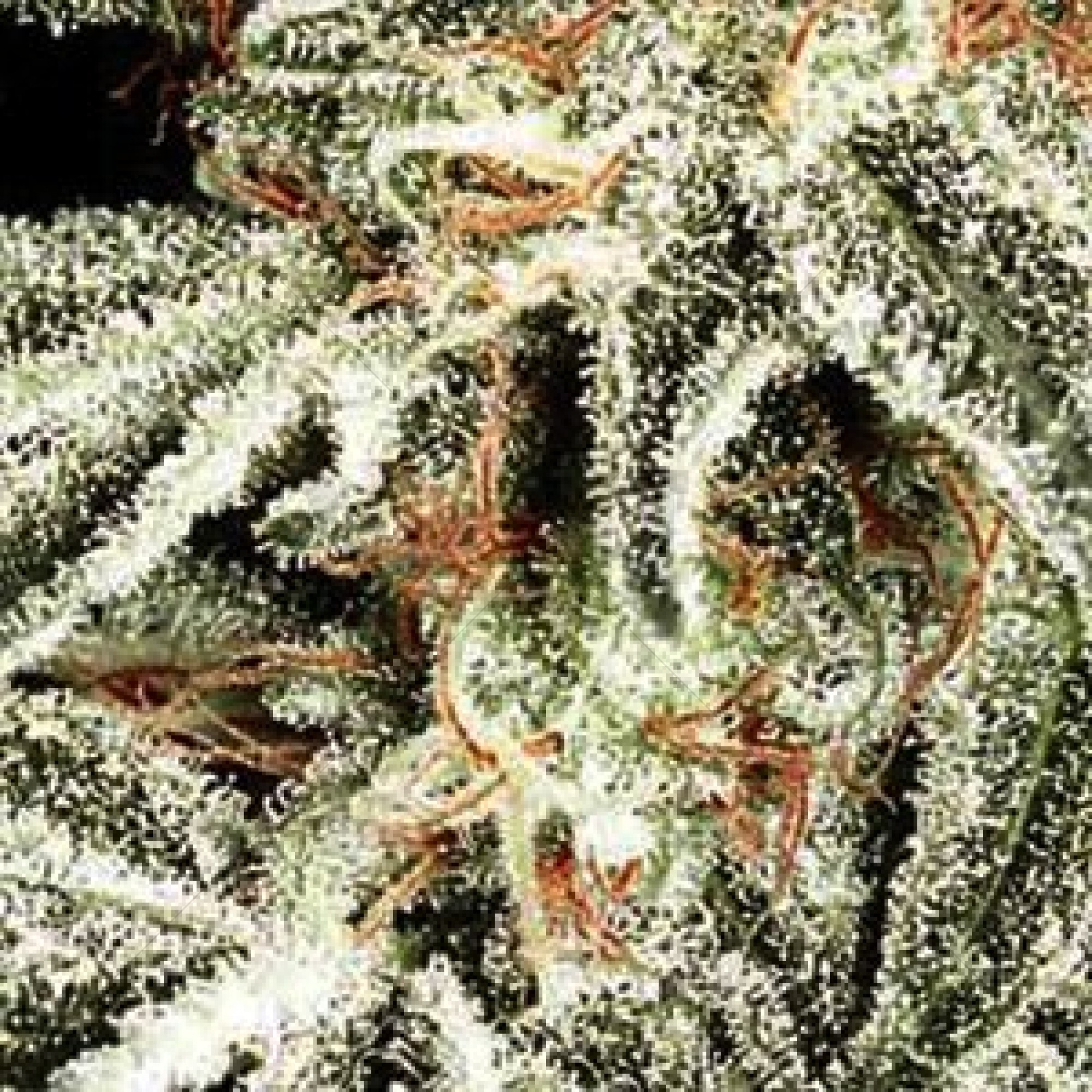 Russian Snow (Vision Seeds)