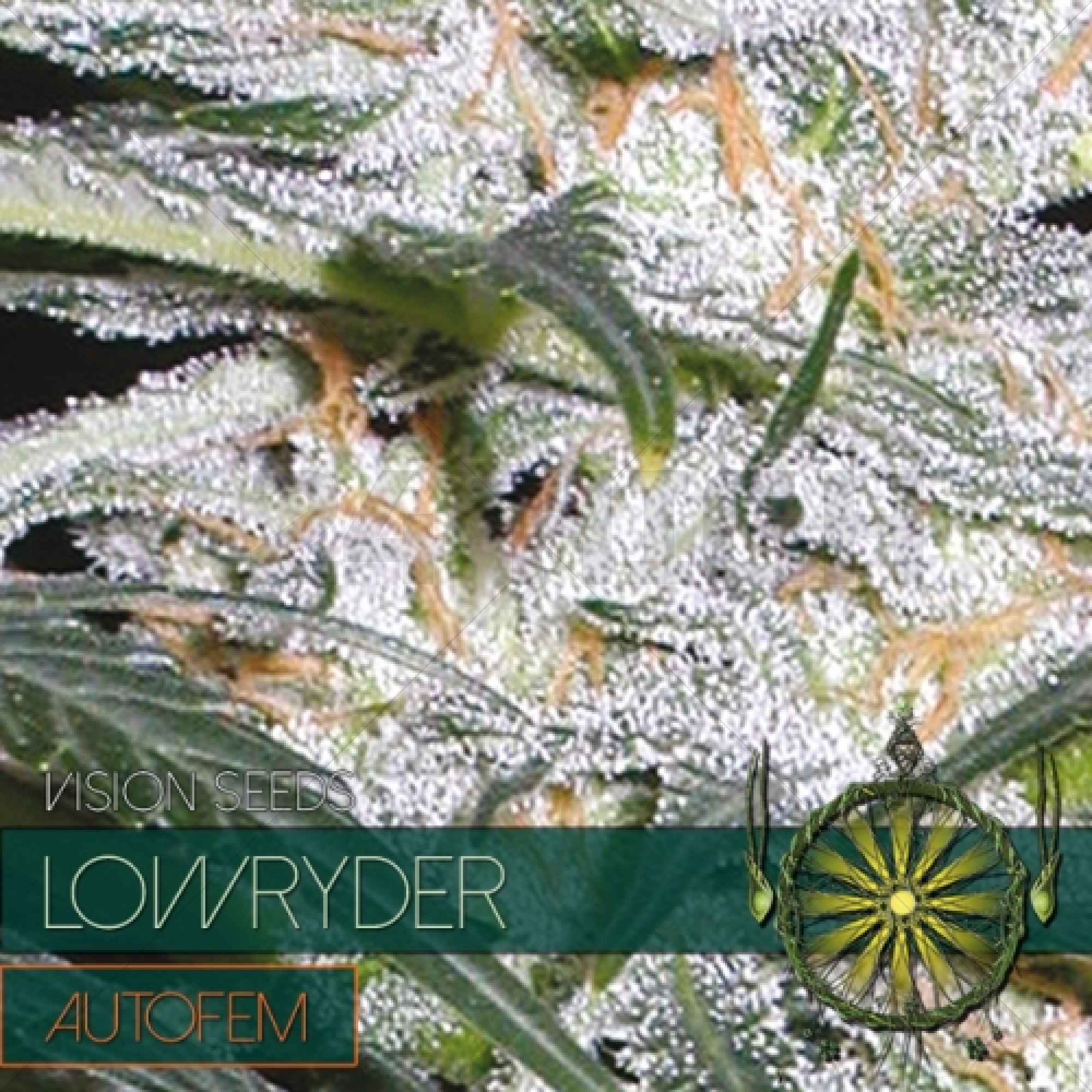 Lowryder Auto(Vision Seeds) - 3 Semillas